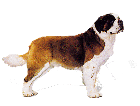 St bernhardshund bilder