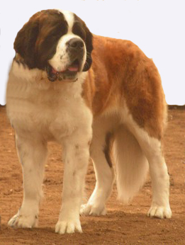 St bernhardshund