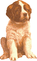 St bernhardshund2