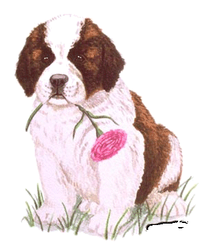 St bernhardshund2