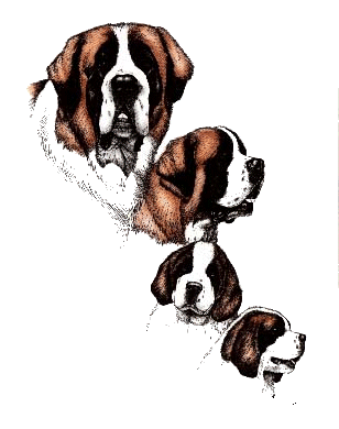 St bernhardshund2