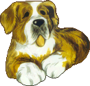 St bernhardshund2