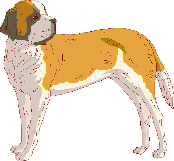 St bernhardshund2