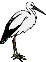 Storche bilder