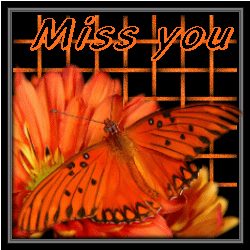Text bilder bilder
