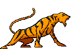Tiger bilder
