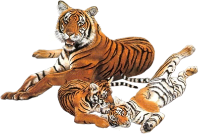 Tiger