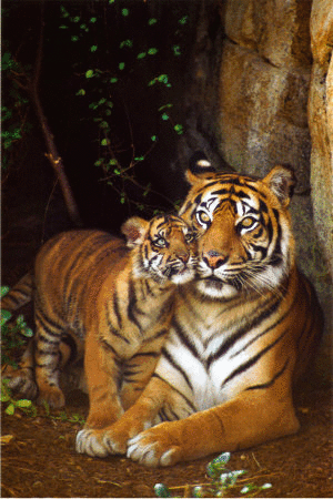 Tiger bilder
