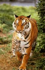 Tiger bilder