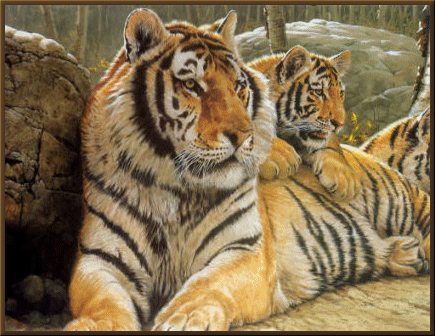 Tiger bilder