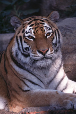 Tiger bilder