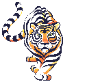 Tiger bilder