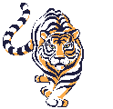 Tiger bilder