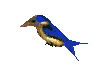 Vogel bilder
