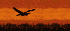 Vogel bilder