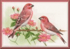 Vogel bilder