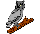 Vogel bilder