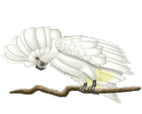 Vogel bilder