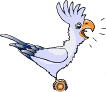 Vogel bilder