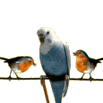 Vogel bilder