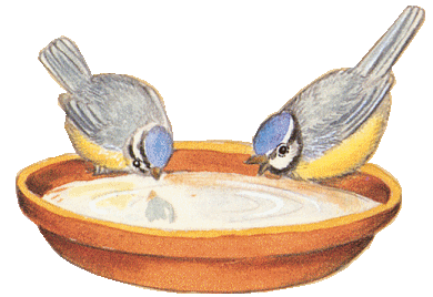 Vogel bilder