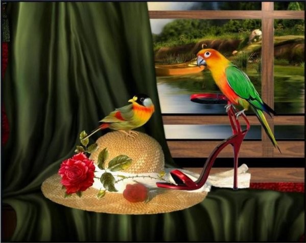 Vogel bilder