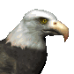 Vogel bilder