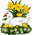 Vogel bilder
