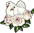 Vogel bilder