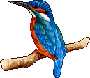 Vogel bilder