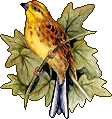 Vogel bilder