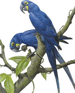 Vogel bilder