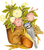 Vogel bilder