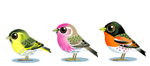 Vogel bilder