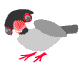 Vogel bilder