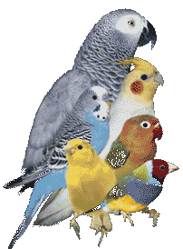 Vogel bilder