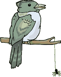 Vogel bilder