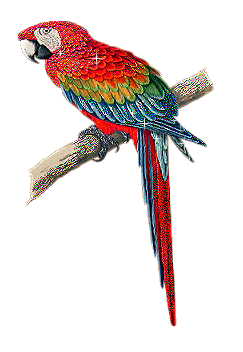 Vogel bilder