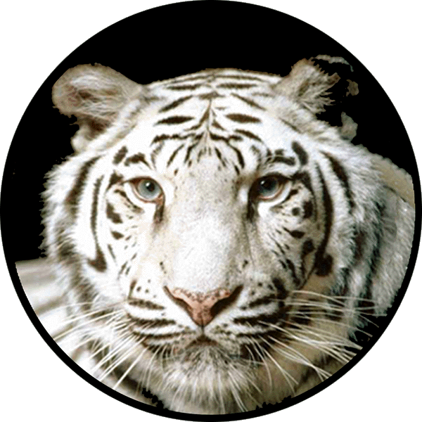 Weiber tiger