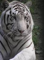 Weiber tiger
