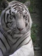 Weiber tiger bilder