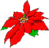 Weihnachten blumen