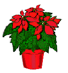 Weihnachten blumen