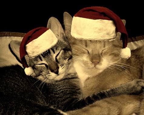 Weihnachten tiere bilder