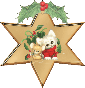 Weihnachts stern bilder