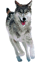 Wolfe