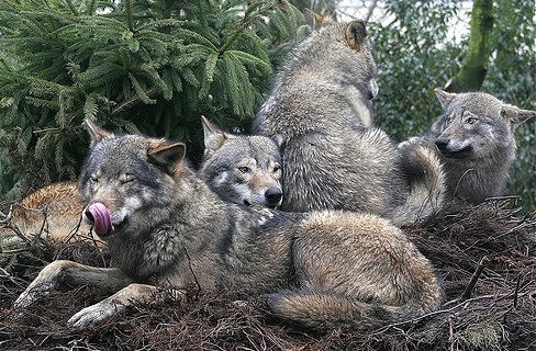 Geschichten aus der Tierwelt - Seite 2 Animaatjes-wolven-85322