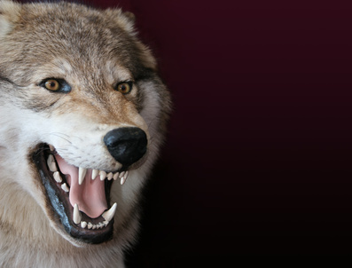 Wolfe bilder
