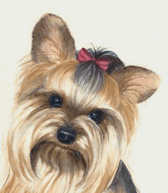 Yorkies bilder