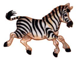 Zebra bilder